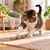 Canadian Cat Company Katzenspielzeug aus Kratzpappe mit Naturfaser