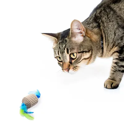 Canadian Cat Company Katzenspielzeug aus Kratzpappe mit Federn