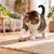 Canadian Cat Company Katzenspielzeug aus Matatabi Stick