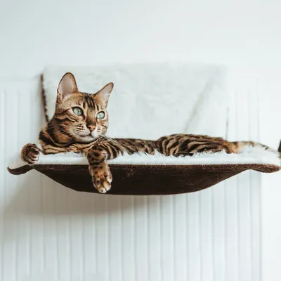 Canadian Cat Company Liegemulde Langhaar für Heizkörper