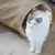 Canadian Cat Company Katzentunnel mit Kuschelfell Canadian Cat Company Katzentunnel mit Kuschelfell