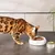 Lucky-Kitty Katzenfutter Lucky-Kitty Katzenfutter